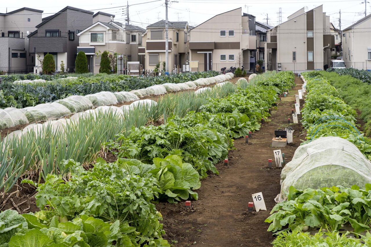 سیاست حمایتی توکیو از مزارع شهری