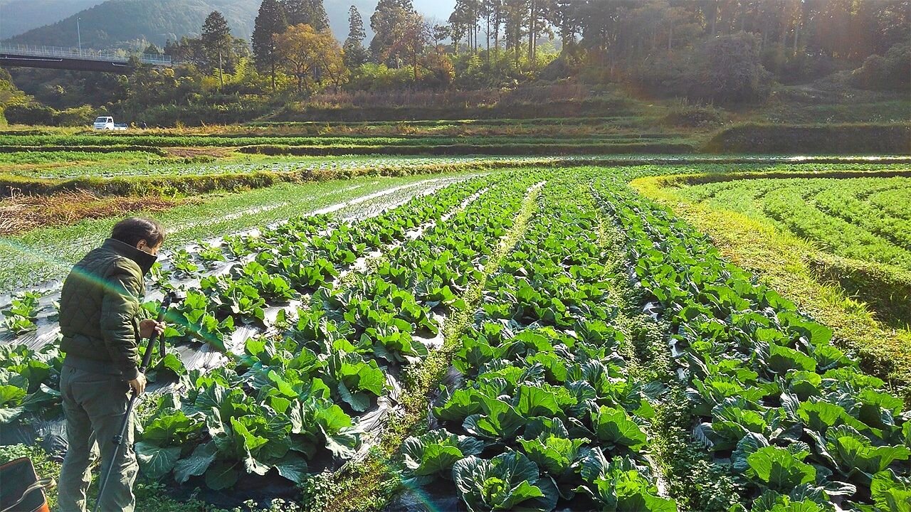 آزمایش خودروهای خودران در دبی / سیاست حمایتی توکیو از مزارع شهری