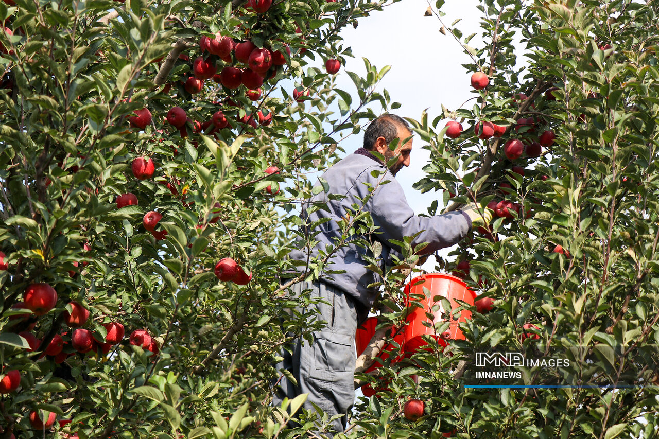 تولید ۲۳۰ هزار تن سیب در استان اصفهان