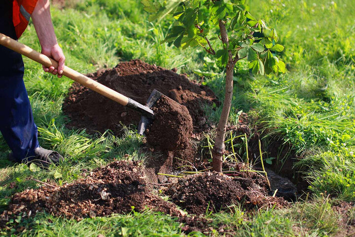 اجرای طرح مردمی کاشت یک میلیارد درخت در خرم آباد