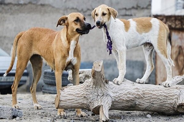 سگ‌های ولگرد، معضلی برای محیط زیست