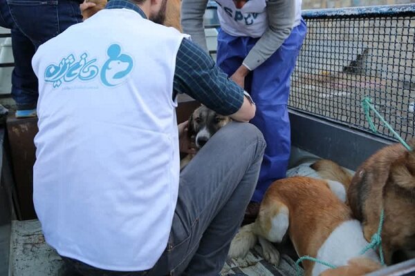 افزایش سگهای بلاصاحب و نارضایتی شهروندان سنندجی