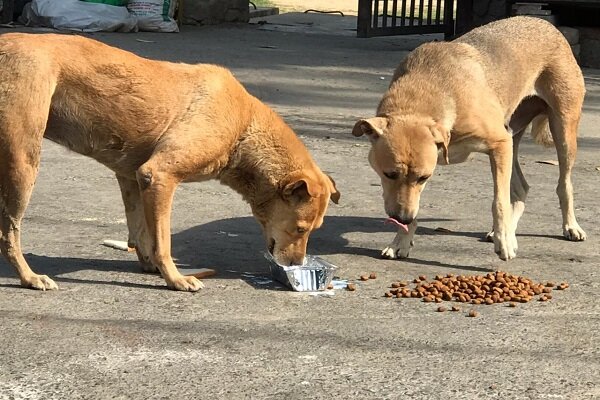 ضرورت جمع‌آوری سگ‌های بلاصاحب در شهر یاسوج