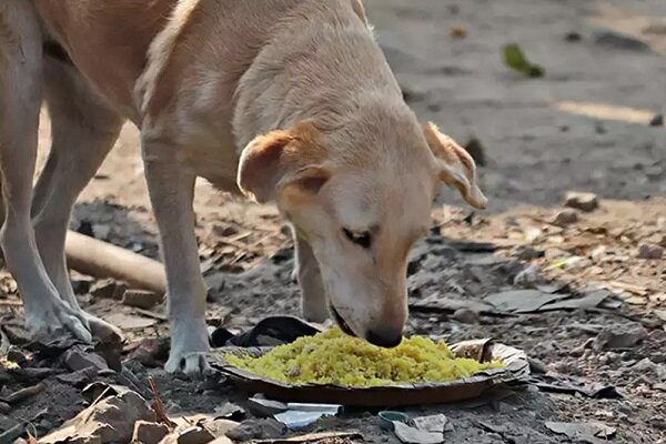 افزایش سگ‌های بلاصاحب و نارضایتی شهروندان سنندجی