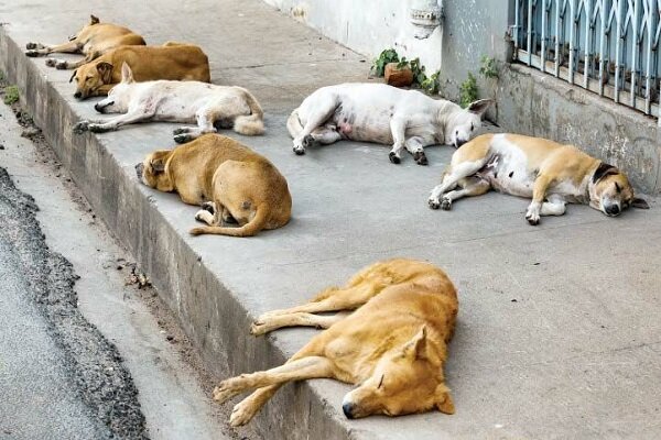 افزایش سگ‌های بلاصاحب و نارضایتی شهروندان سنندجی
