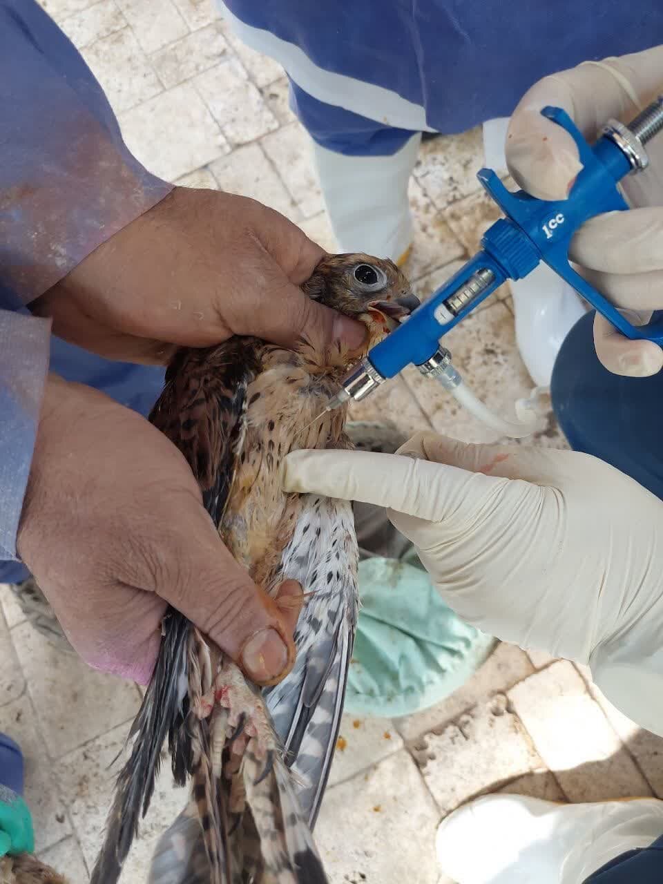 تزریق واکسن آنفلوانزای فوق حاد پرندگان در باغ پرندگان اصفهان