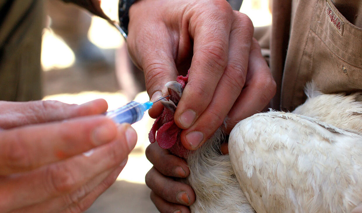 تزریق واکسن آنفلوانزای فوق حاد پرندگان در باغ پرندگان اصفهان