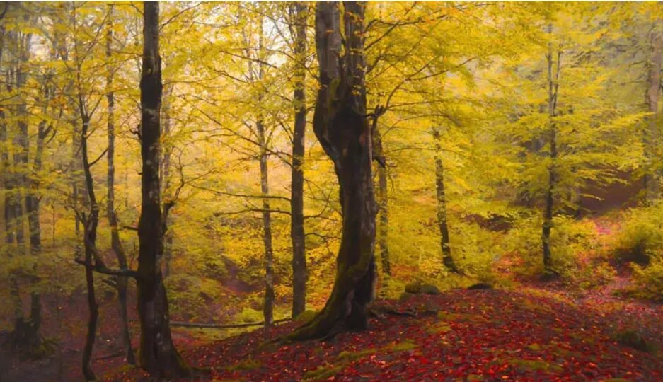 سفری پاییزی به جنگل‌ها، تابلوی نقاشی طبیعت