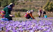 رشد ۲۰۰ هکتاری سالانه مزارع طلای سرخ در اصفهان