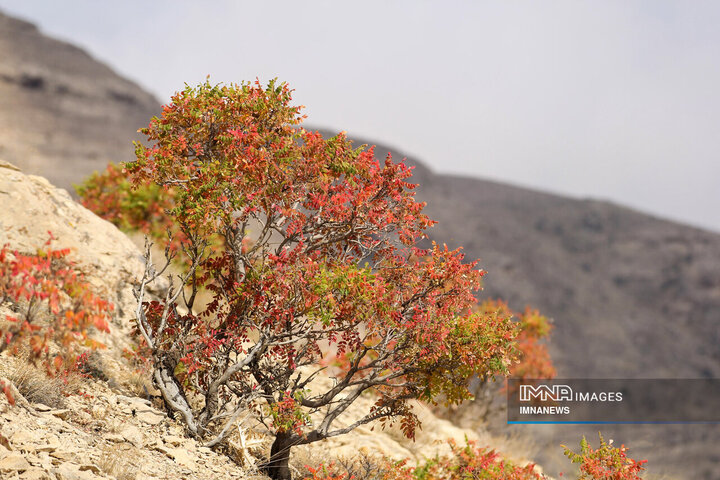 پاییز روستای وفس