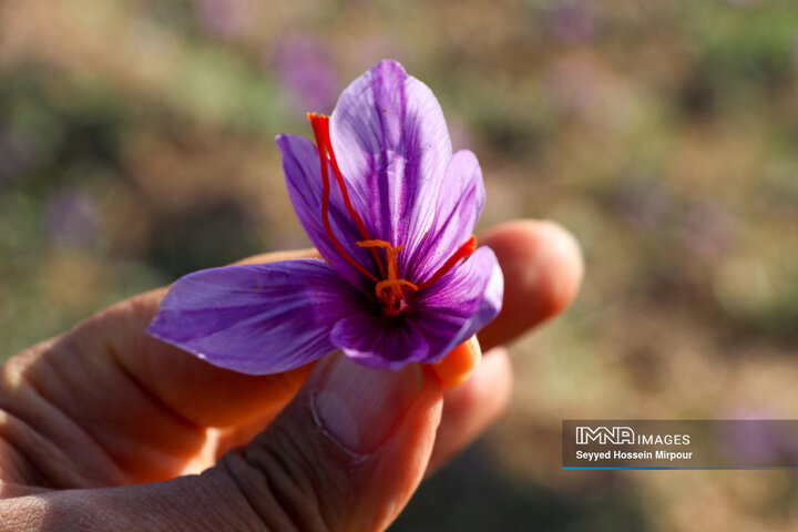 Persian Saffron
