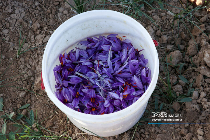 برداشت گل زعفران در مشهد