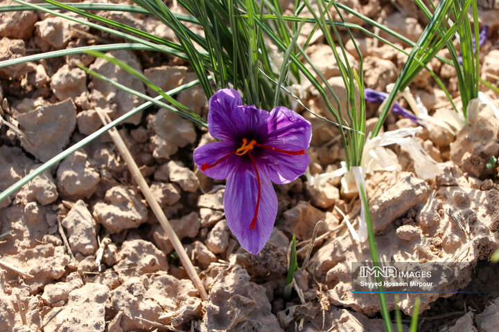 Persian Saffron