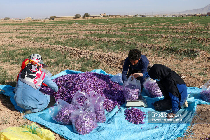برداشت گل زعفران در مشهد