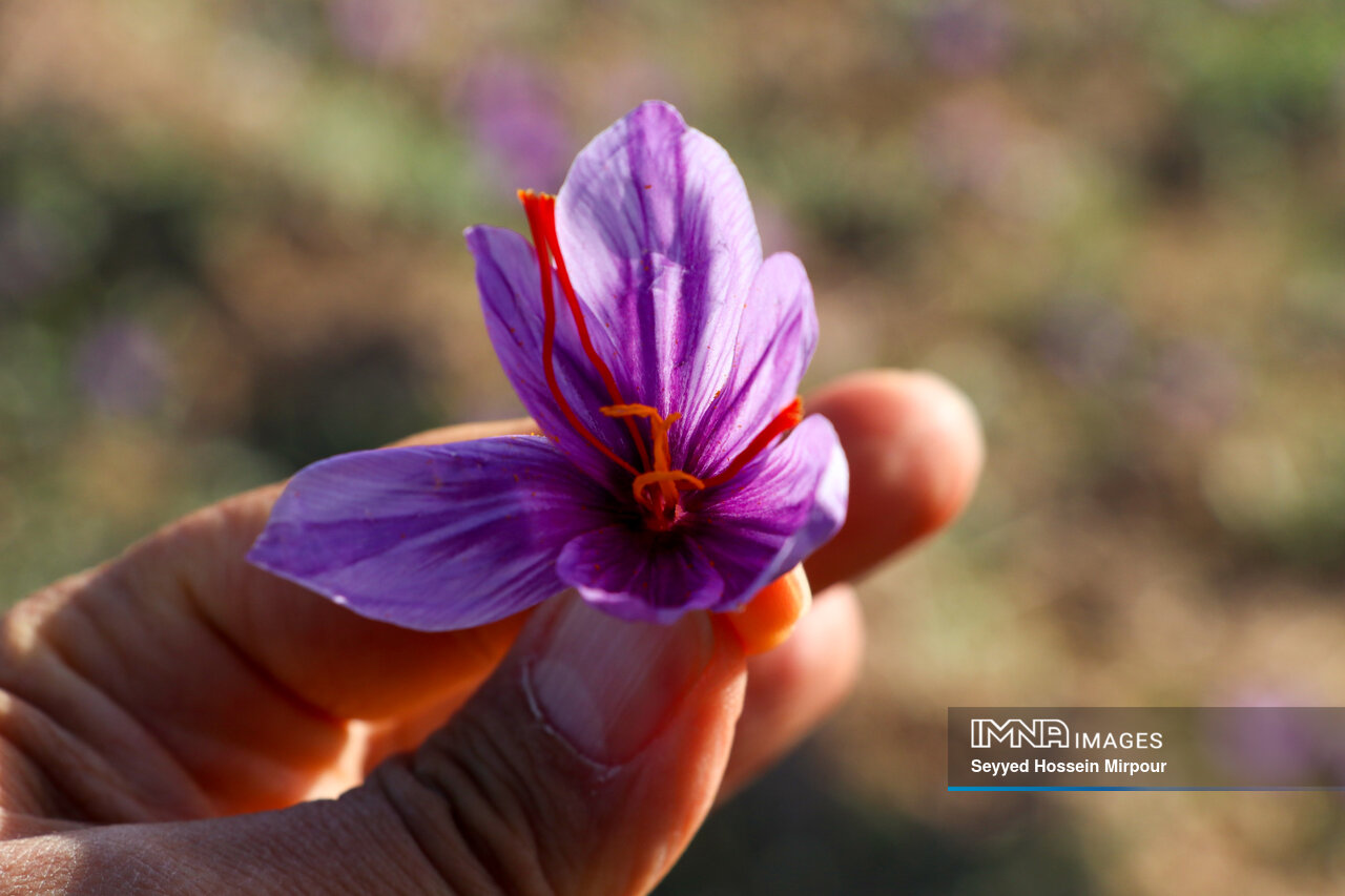چالش تولید زعفران در سرزمین طلای سرخ