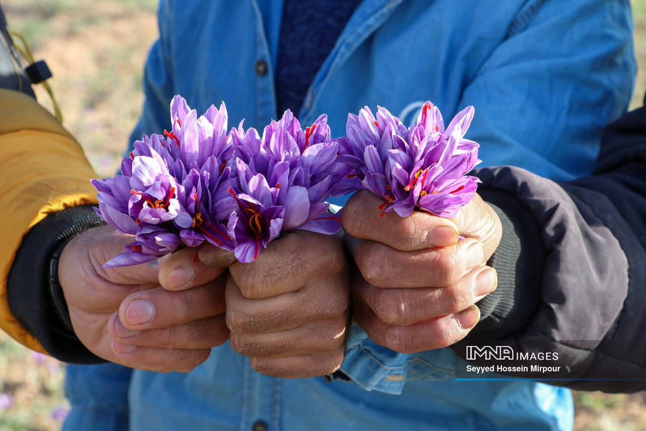 Harvesting Golden Essence: Artistry of Saffron Farmers in Mashhad