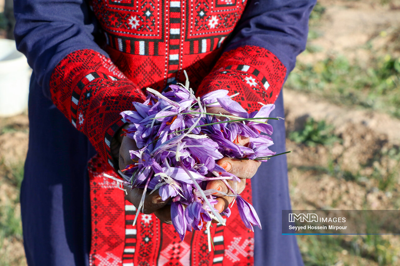 چالش تولید زعفران در سرزمین طلای سرخ