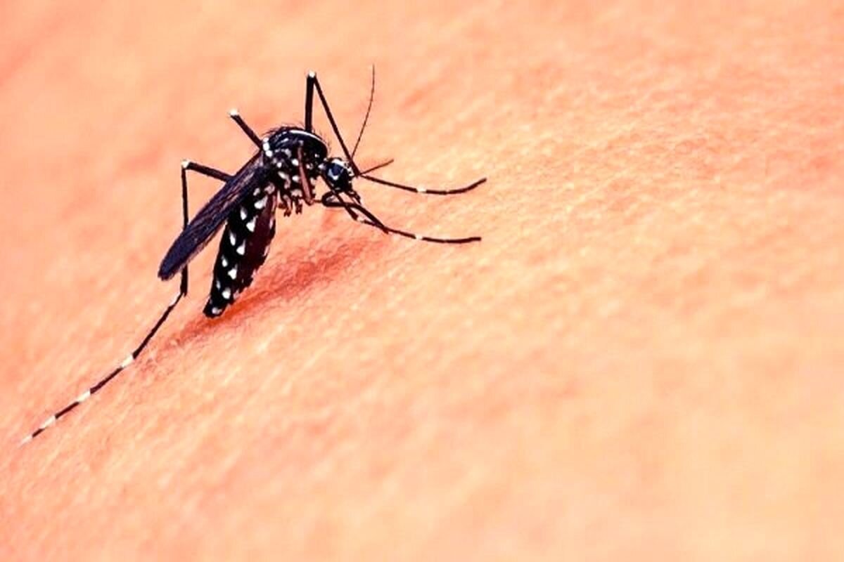 <strong>پشه <strong>آئدس</strong></strong> چیست؟ + شکل، <strong>علائم نیش</strong>، آخرین وضعیت ایران  و <strong>درمان تب دنگی</strong>