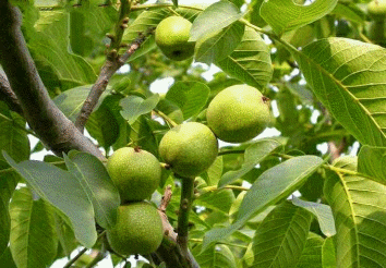 درخت گردویی که با باردهی 300 کیلویی همه را شوکه کرد!