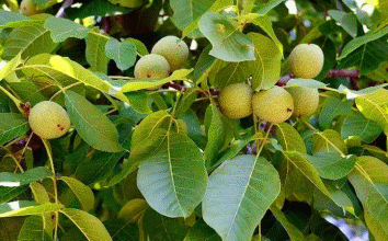 درخت گردویی که با باردهی 300 کیلویی همه را شوکه کرد!