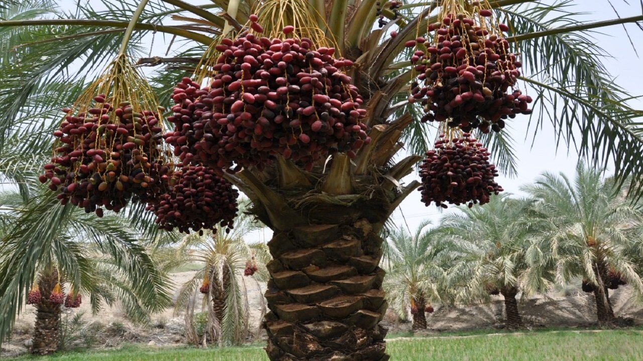 سرزمین زرخیز بلوچستان پیشتاز در تولید میوه‌های گرمسیری و نیمه‌گرمسیری کشور