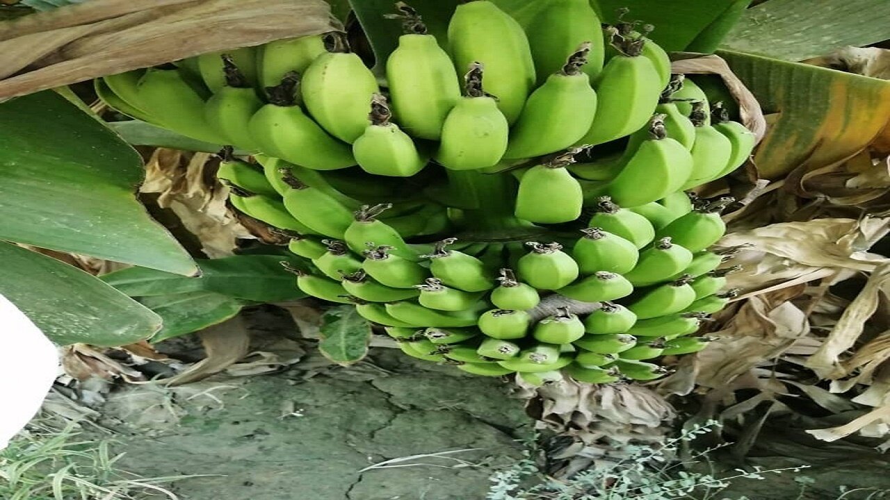 سرزمین زرخیز بلوچستان پیشتاز در تولید میوههای گرمسیری و نیمهگرمسیری کشور