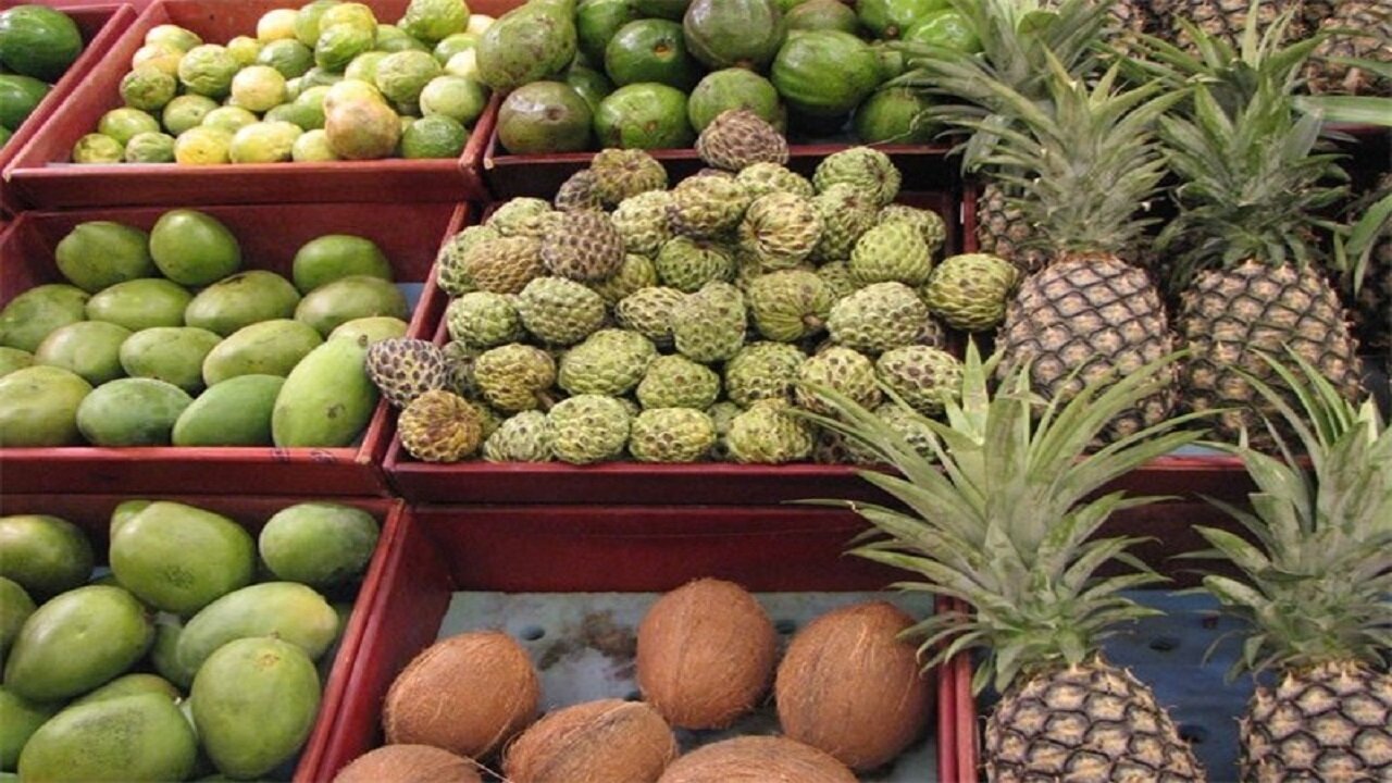 سرزمین زرخیز بلوچستان پیشتاز در تولید میوههای گرمسیری و نیمهگرمسیری کشور