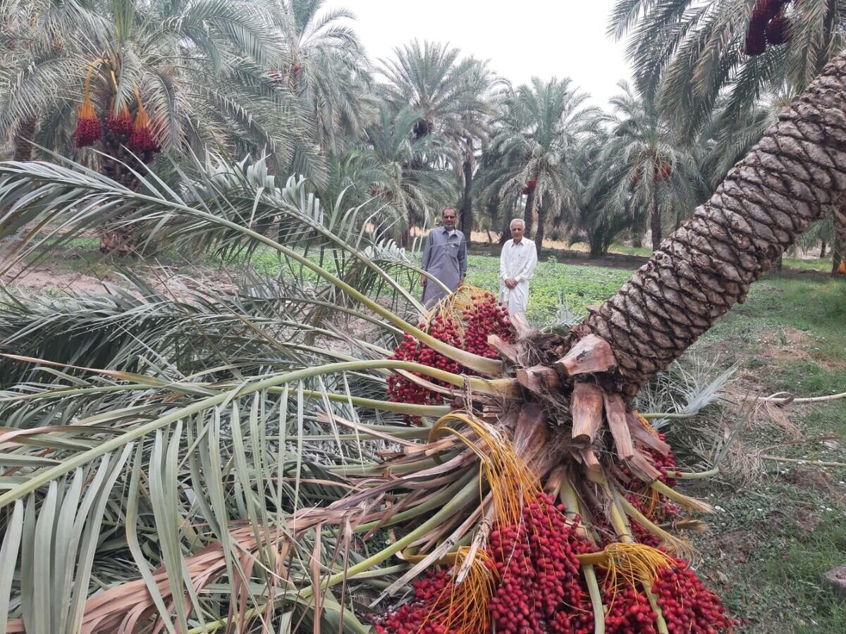 سرزمین زرخیز بلوچستان پیشتاز در تولید میوههای گرمسیری و نیمهگرمسیری کشور