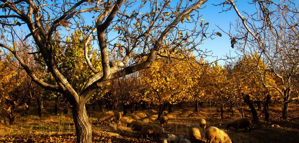 سفری به دل روستاهای پاییزی