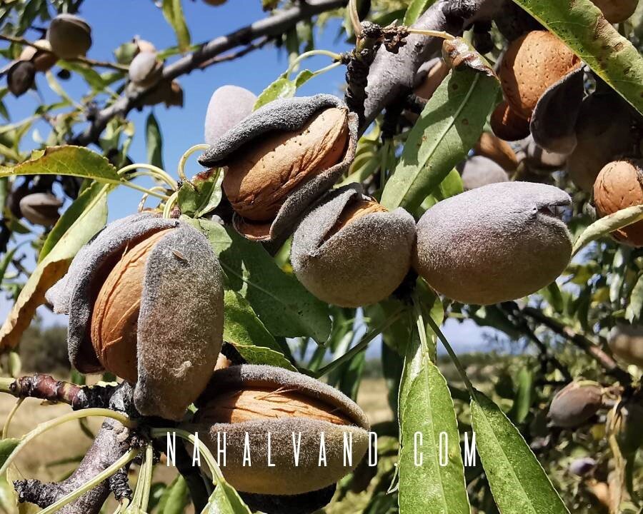 یک باغدار حرفه ای چگونه نهال بادام انتخاب می کند؟