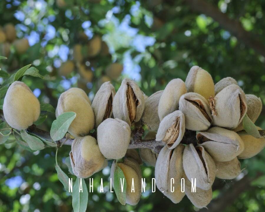 یک باغدار حرفه ای چگونه نهال بادام انتخاب می کند؟