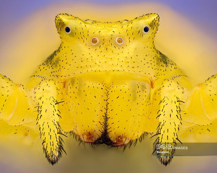 نمای نزدیک از یک عنکبوت خرچنگ (Thomisus onustus). عنکبوت های خرچنگ ماده می توانند ظاهر خود را از سفید، زرد یا صورتی تغییر دهند تا خود را در گل ها استتار کنند.