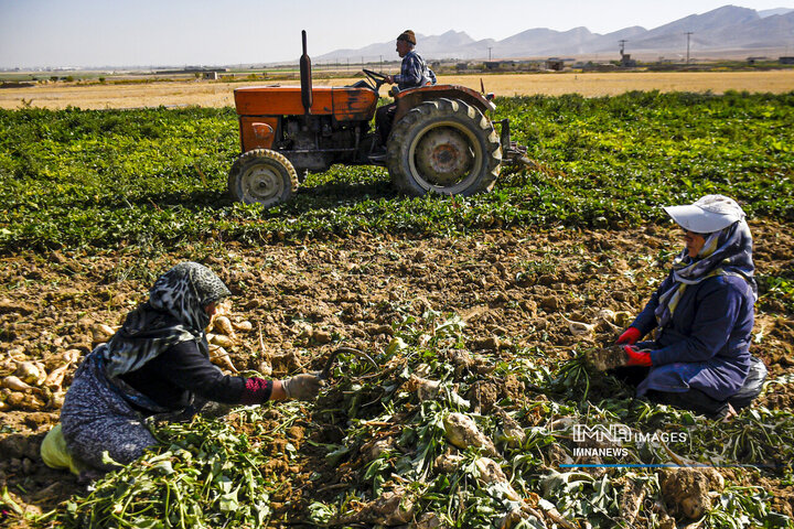 Harvesting the Sweet Rewards: Annual Sugar Beet Spectacle Unfolds in Khorasan