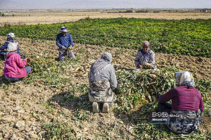 Harvesting the Sweet Rewards: Annual Sugar Beet Spectacle Unfolds in Khorasanغندر قند در خراسان شمالی