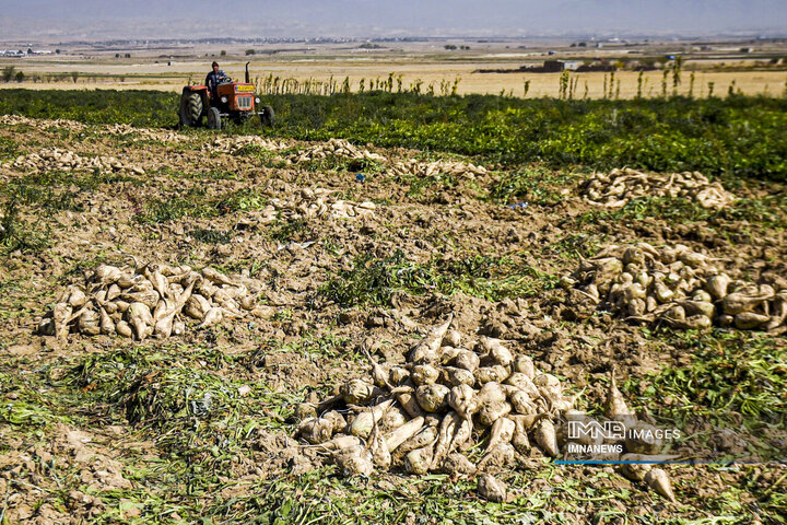Harvesting the Sweet Rewards: Annual Sugar Beet Spectacle Unfolds in Khorasan