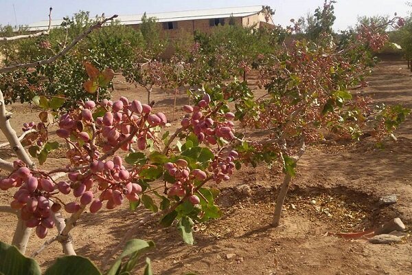 باغات پسته در کرمانشاه توسعه پیدا می‌کند