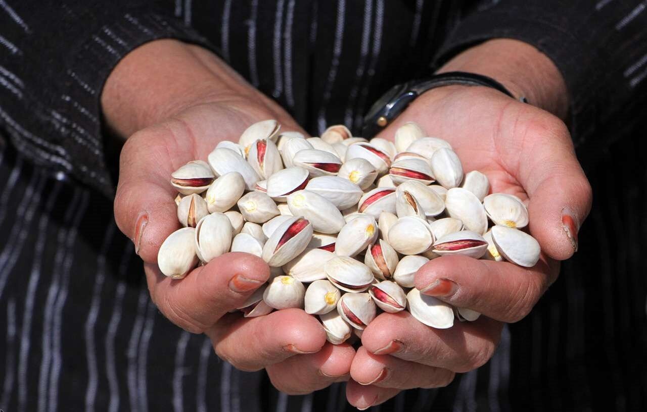 بازار آشفته طلای سبز / چرا صادرات پسته رونق همیشگی را ندارد؟