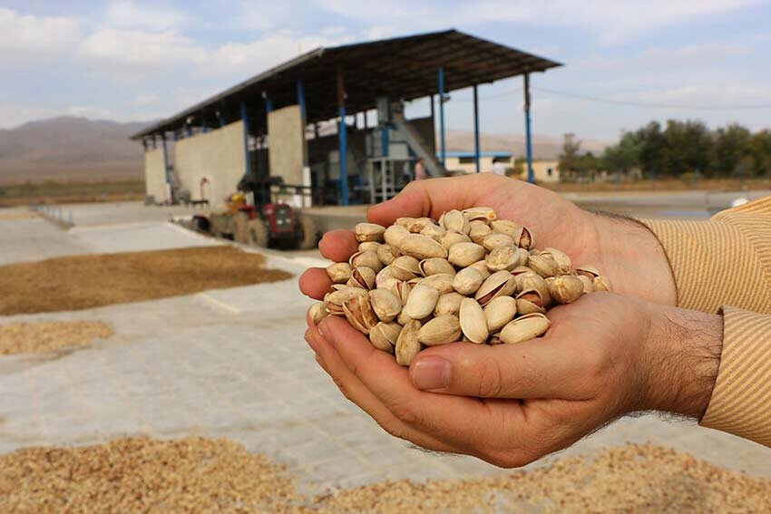 بازار آشفته طلای سبز / چرا صادرات پسته رونق همیشگی را ندارد؟