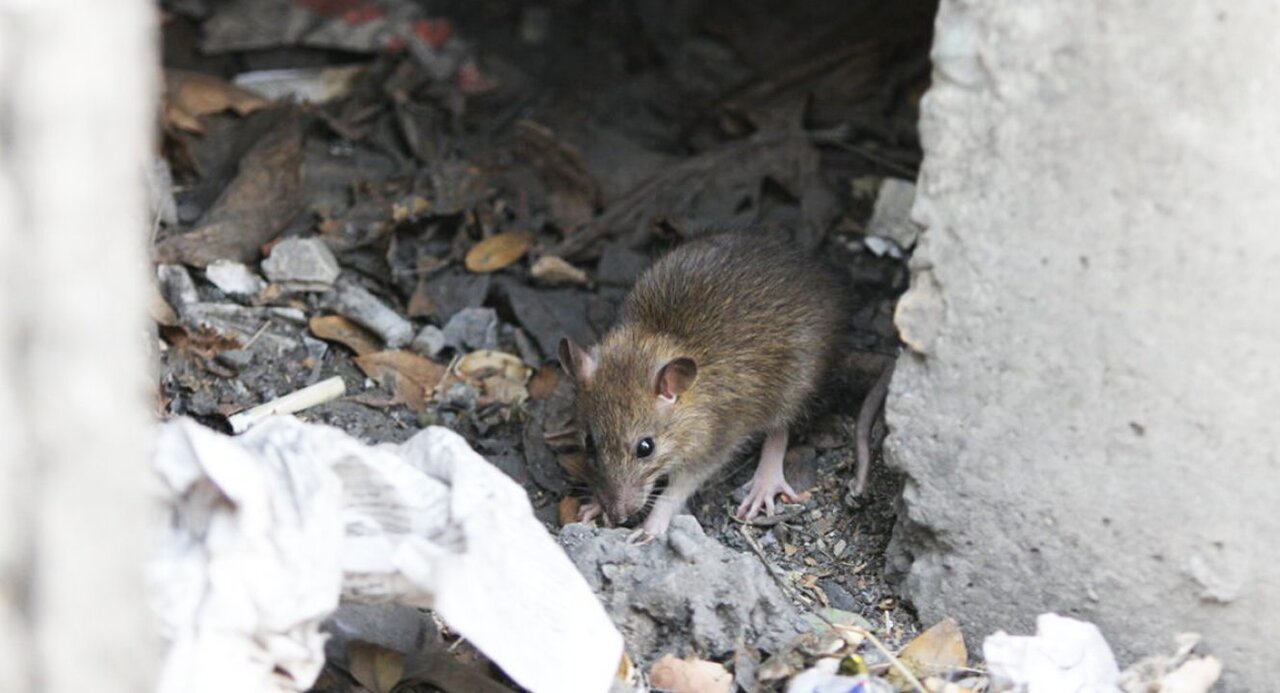 شهرنشینی موشها