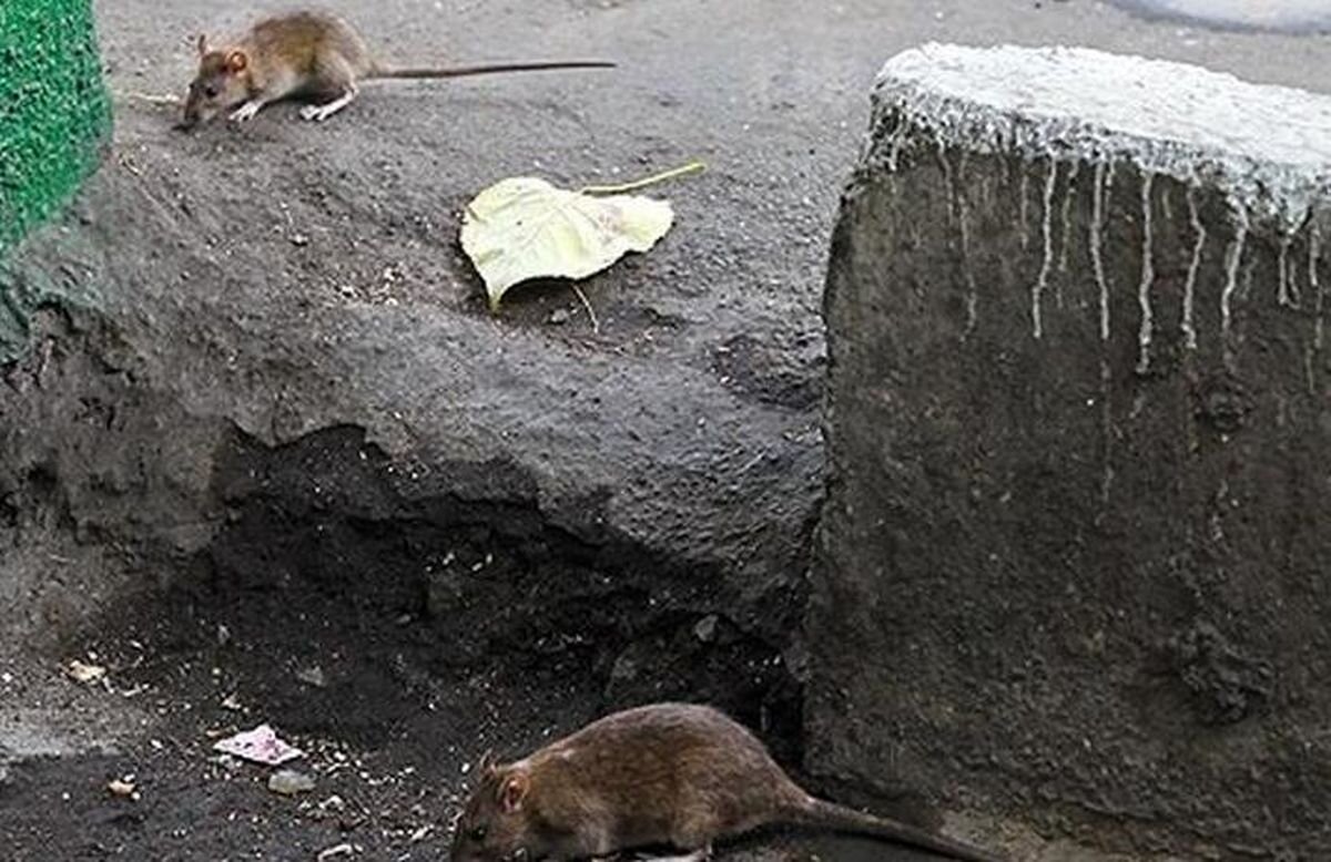 شهرنشینی موشها