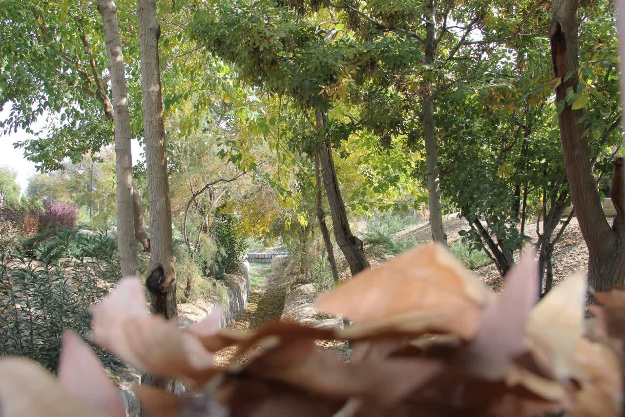 عملیات ساماندهی بوستان فردوس خیابان بهشت آغاز شد