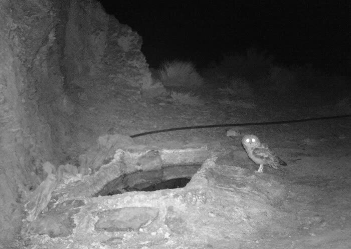 جغد طلایی بر فراز ایران