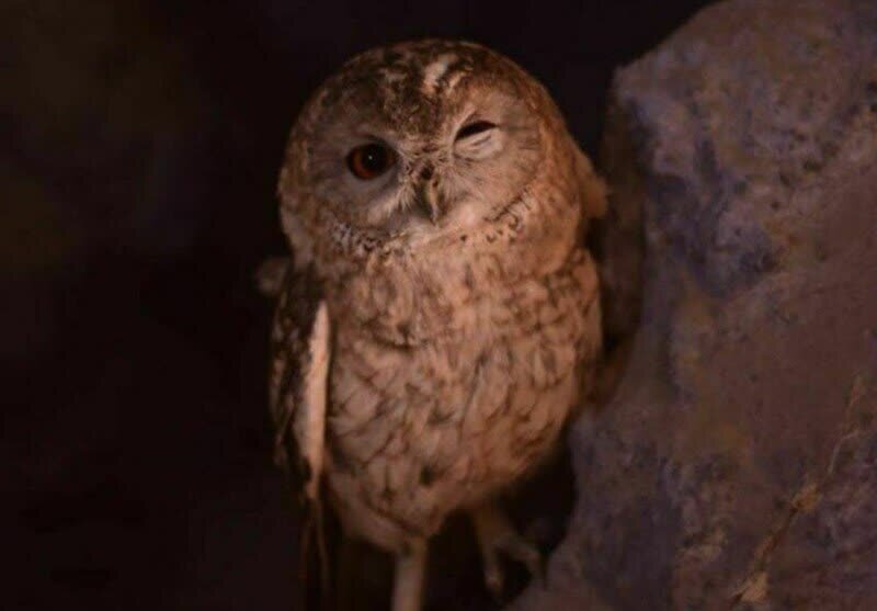 جغد طلایی بر فراز ایران