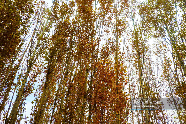 طبیعت زیبای پاییزی در تبریز