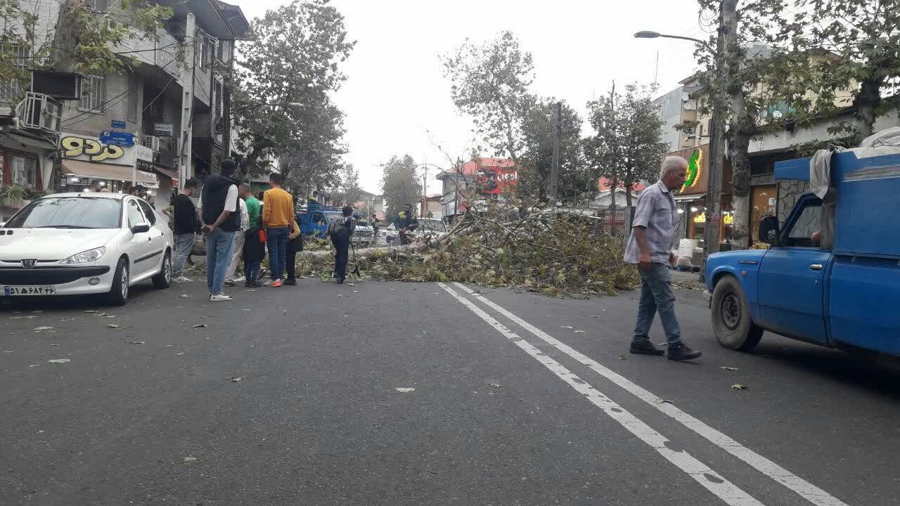 سقوط ۴۳ اصله درخت در گیلان بر اثر وزش باد شدید