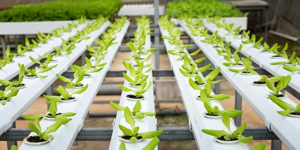 هیدروپونیک، راهحل رونق کشاورزی در بحران آب مصر