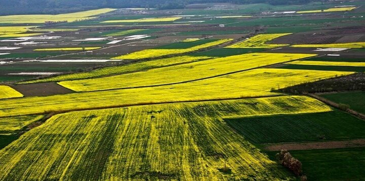 آبیاری موضعی در ۸ هزار هکتار از اراضی کشاورزی قزوین