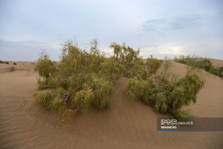Yazd's Enchanting Rig-e Zarin Desert, Where Beauty Meets Serenity