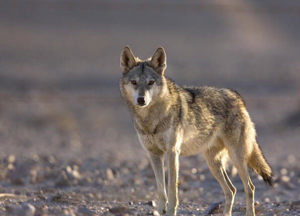 مقابله با گرگهای شهری در هلند با تفنگ پینتبال