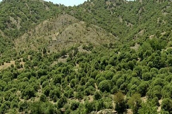 سرانه جنگل استان اردبیل پایین‌تر از میانگین کشوری است